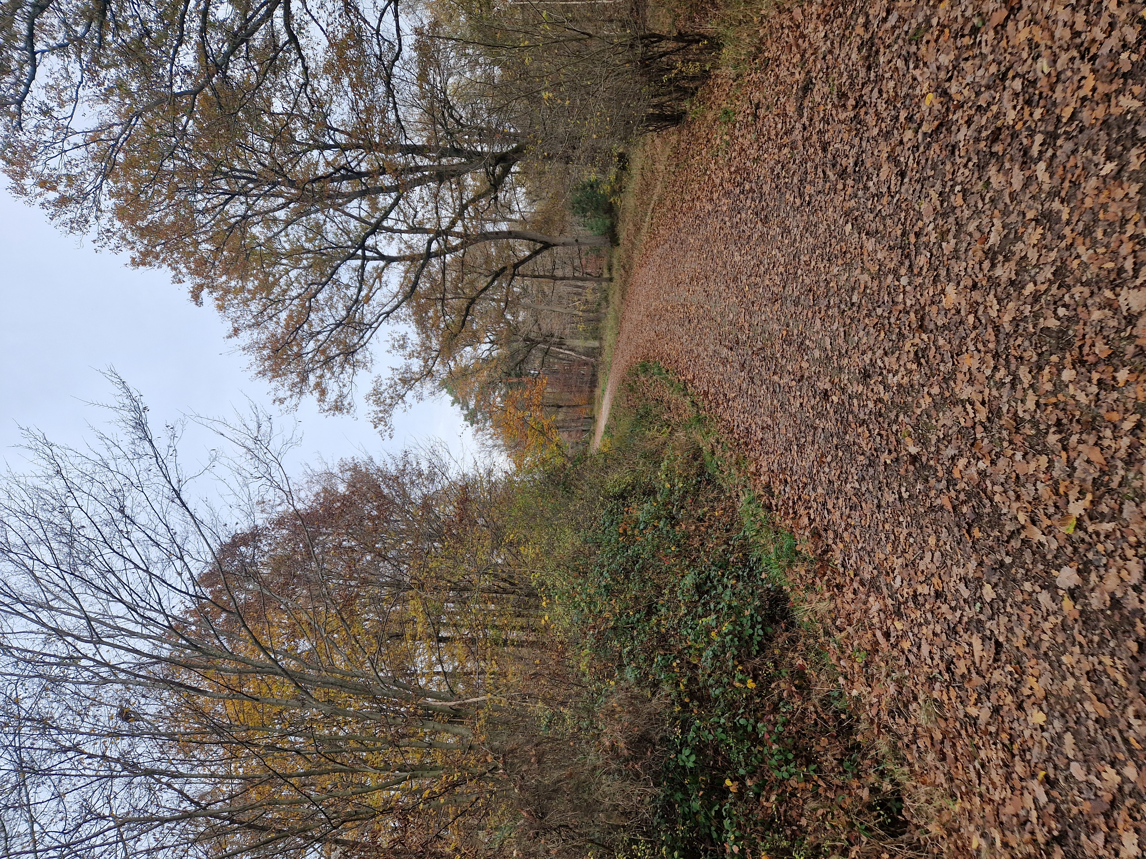 Une piste stabilisée en forêt pour les sorties running